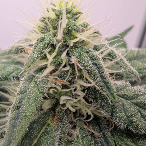 Hindu Kush - VGrow - Advanced Nutrients  growlog timeline photo