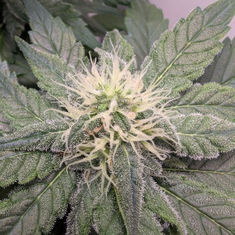Hindu Kush - VGrow - Advanced Nutrients  growlog timeline photo