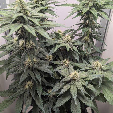 Hindu Kush - VGrow - Advanced Nutrients  growlog timeline photo