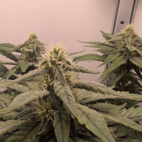 Hindu Kush - VGrow - Advanced Nutrients  growlog timeline photo