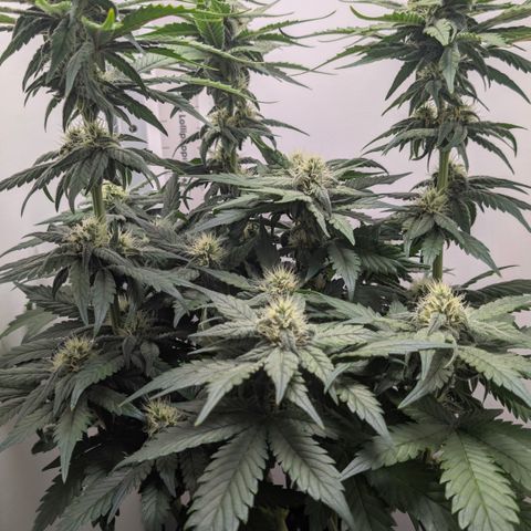 Hindu Kush - VGrow - Advanced Nutrients  growlog timeline photo