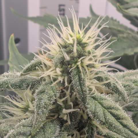Hindu Kush - VGrow - Advanced Nutrients  growlog timeline photo