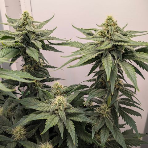 Hindu Kush - VGrow - Advanced Nutrients  growlog timeline photo