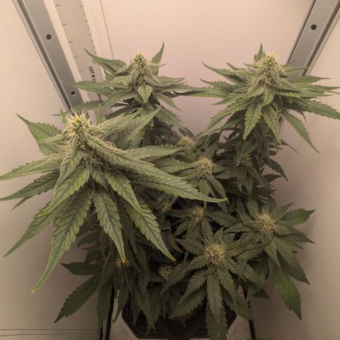 Hindu Kush - VGrow - Advanced Nutrients  growlog timeline photo