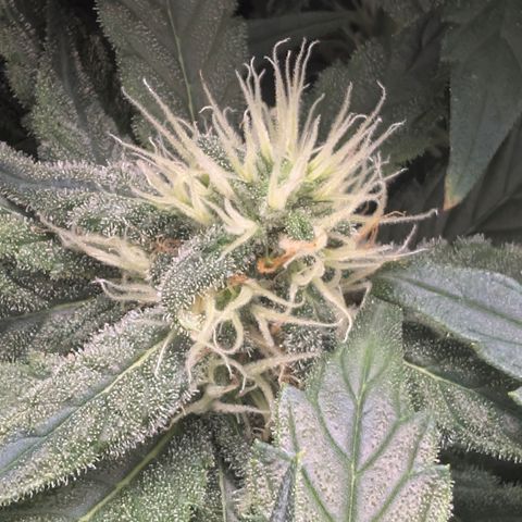 Hindu Kush - VGrow - Advanced Nutrients  growlog timeline photo