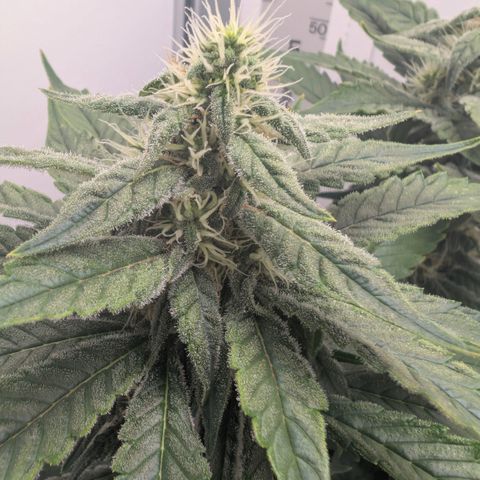 Hindu Kush - VGrow - Advanced Nutrients  growlog timeline photo