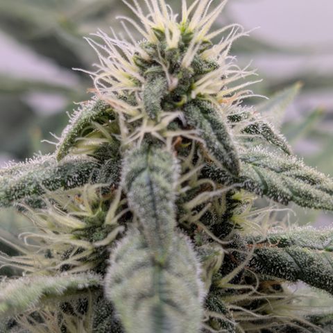 Hindu Kush - VGrow - Advanced Nutrients  growlog timeline photo
