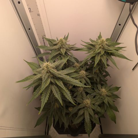 Hindu Kush - VGrow - Advanced Nutrients  growlog timeline photo