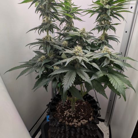Hindu Kush - VGrow - Advanced Nutrients  growlog timeline photo