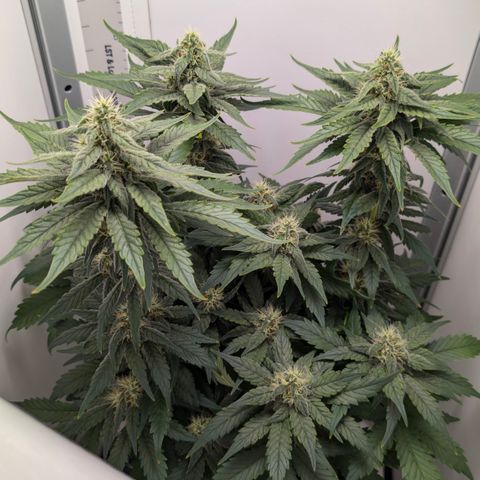 Hindu Kush - VGrow - Advanced Nutrients  growlog timeline photo