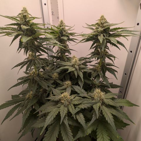 Hindu Kush - VGrow - Advanced Nutrients  growlog timeline photo