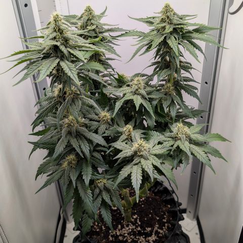 Hindu Kush - VGrow - Advanced Nutrients  growlog timeline photo