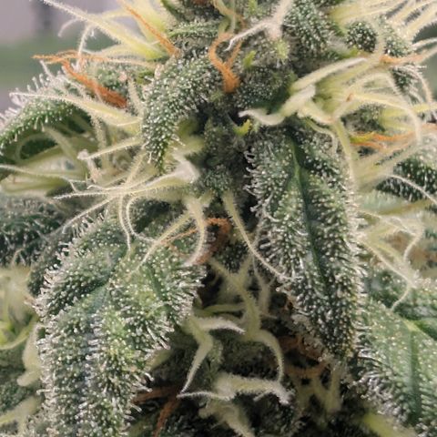 Hindu Kush - VGrow - Advanced Nutrients  growlog timeline photo