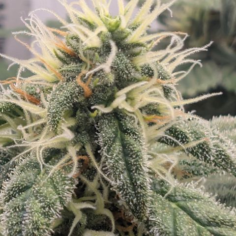 Hindu Kush - VGrow - Advanced Nutrients  growlog timeline photo