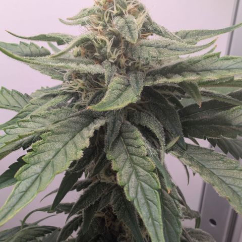 Hindu Kush - VGrow - Advanced Nutrients  growlog timeline photo