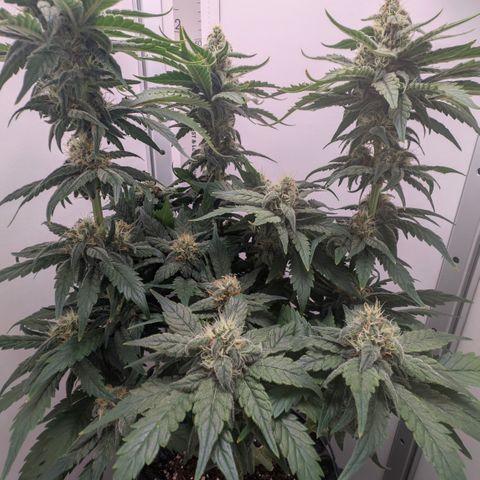 Hindu Kush - VGrow - Advanced Nutrients  growlog timeline photo