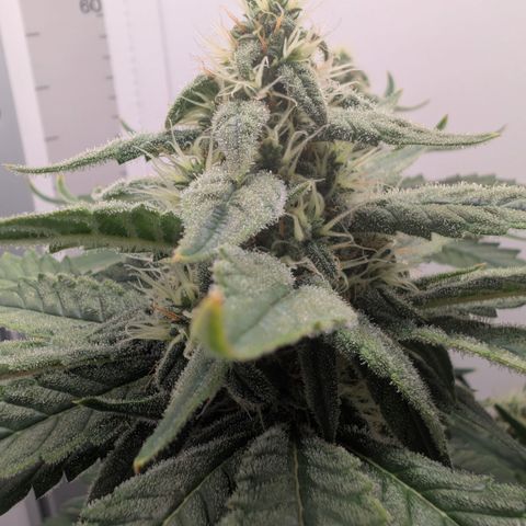 Hindu Kush - VGrow - Advanced Nutrients  growlog timeline photo