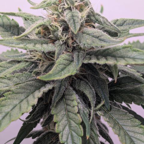 Hindu Kush - VGrow - Advanced Nutrients  growlog timeline photo
