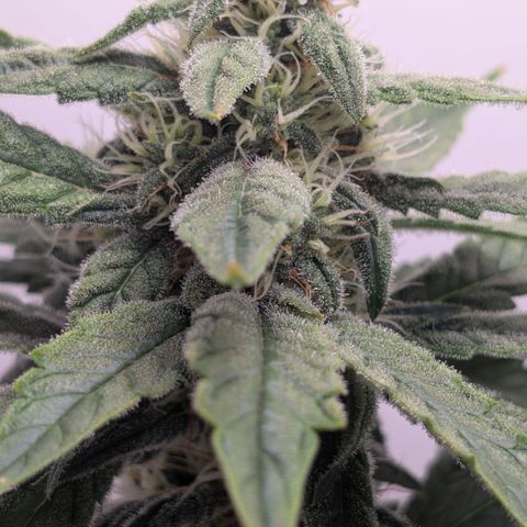 Hindu Kush - VGrow - Advanced Nutrients  growlog timeline photo