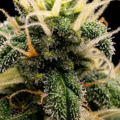 Hindu Kush - VGrow - Advanced Nutrients  growlog timeline photo