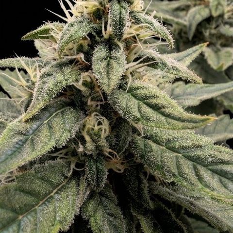 Hindu Kush - VGrow - Advanced Nutrients  growlog timeline photo