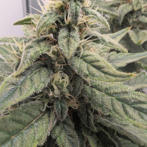Hindu Kush - VGrow - Advanced Nutrients  growlog timeline photo