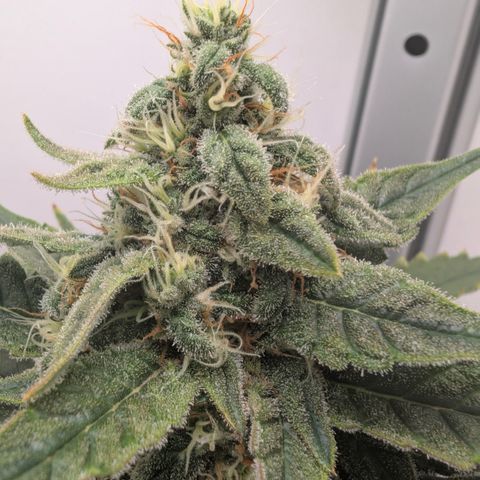 Hindu Kush - VGrow - Advanced Nutrients  growlog timeline photo