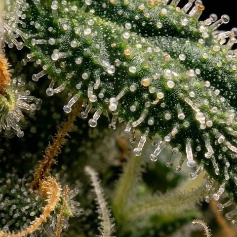 Hindu Kush - VGrow - Advanced Nutrients  growlog timeline photo