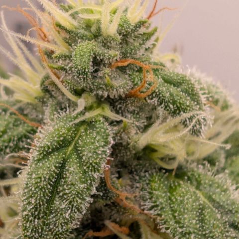 Hindu Kush - VGrow - Advanced Nutrients  growlog timeline photo