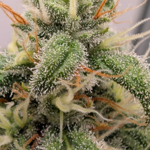 Hindu Kush - VGrow - Advanced Nutrients  growlog timeline photo