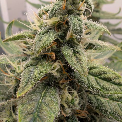Hindu Kush - VGrow - Advanced Nutrients  growlog timeline photo
