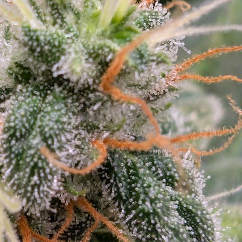 Hindu Kush - VGrow - Advanced Nutrients  growlog timeline photo