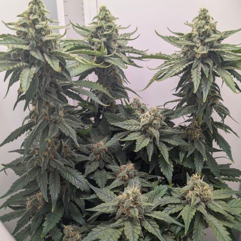 Hindu Kush - VGrow - Advanced Nutrients  growlog timeline photo
