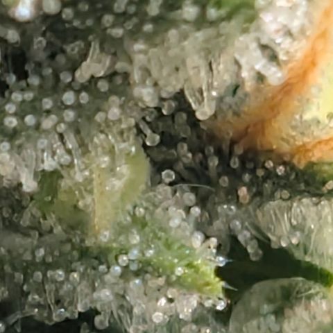Hindu Kush - VGrow - Advanced Nutrients  growlog timeline photo