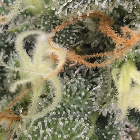 Hindu Kush - VGrow - Advanced Nutrients  growlog timeline photo