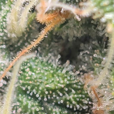 Hindu Kush - VGrow - Advanced Nutrients  growlog timeline photo