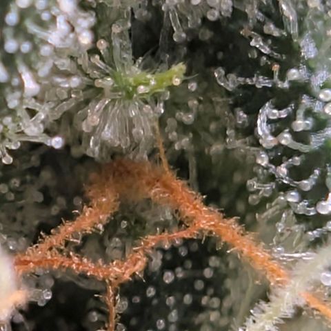 Hindu Kush - VGrow - Advanced Nutrients  growlog timeline photo