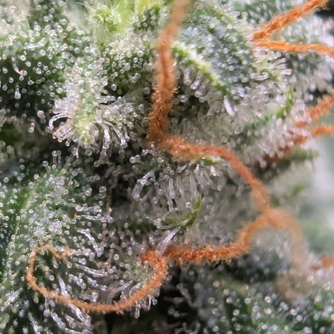 Hindu Kush - VGrow - Advanced Nutrients  growlog timeline photo