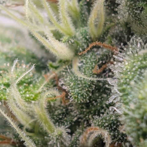 Hindu Kush - VGrow - Advanced Nutrients  growlog timeline photo