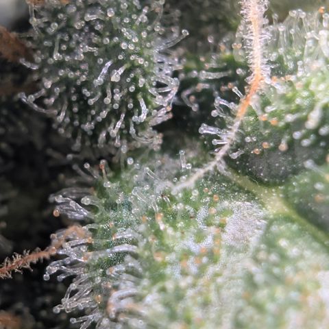 Hindu Kush - VGrow - Advanced Nutrients  growlog timeline photo