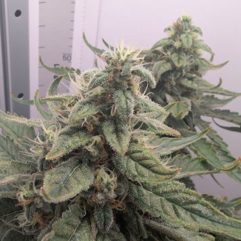 Hindu Kush - VGrow - Advanced Nutrients  growlog timeline photo