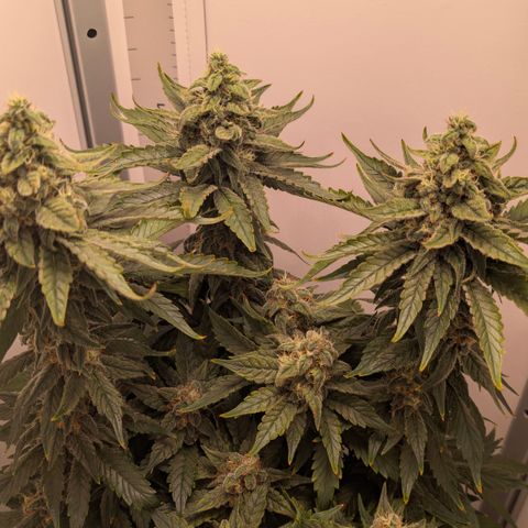 Hindu Kush - VGrow - Advanced Nutrients  growlog timeline photo