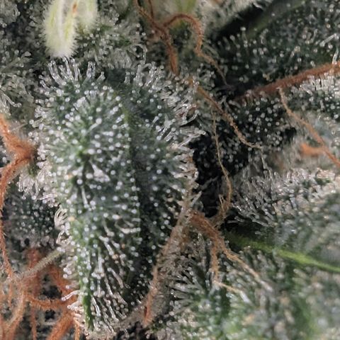 Hindu Kush - VGrow - Advanced Nutrients  growlog timeline photo