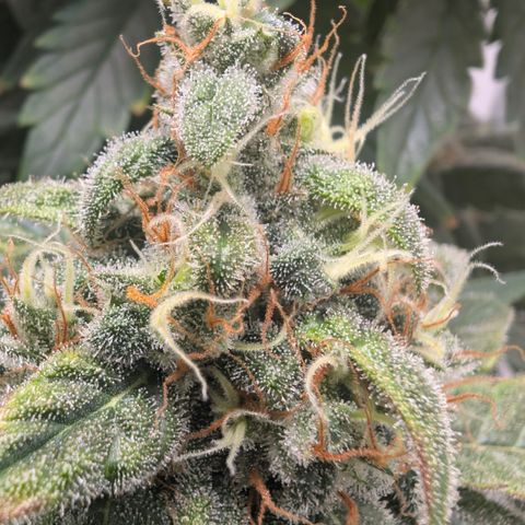 Hindu Kush - VGrow - Advanced Nutrients  growlog timeline photo
