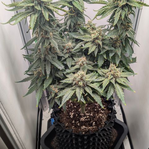 Hindu Kush - VGrow - Advanced Nutrients  growlog timeline photo
