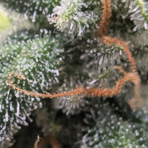 Hindu Kush - VGrow - Advanced Nutrients  growlog timeline photo