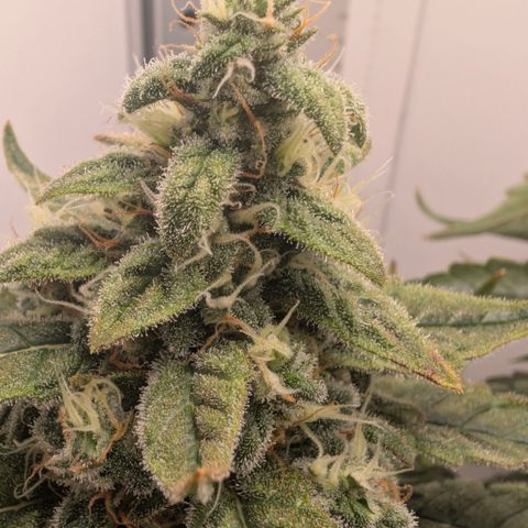 Hindu Kush - VGrow - Advanced Nutrients  growlog timeline photo