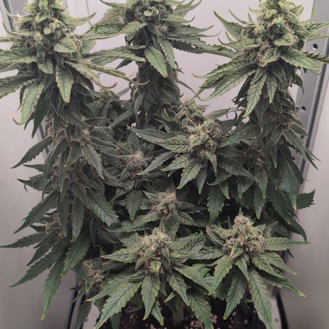 Hindu Kush - VGrow - Advanced Nutrients  growlog timeline photo