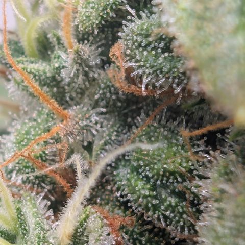 Hindu Kush - VGrow - Advanced Nutrients  growlog timeline photo