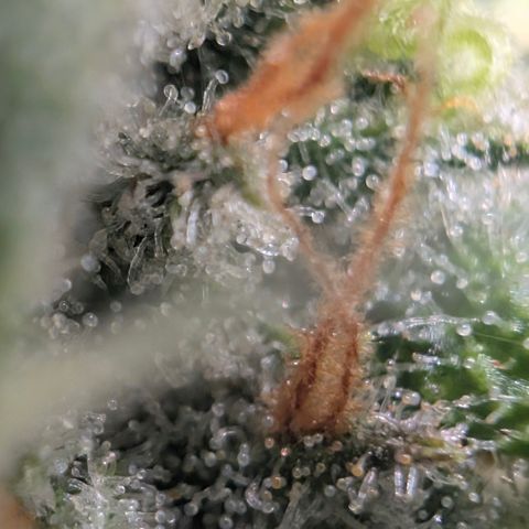 Hindu Kush - VGrow - Advanced Nutrients  growlog timeline photo
